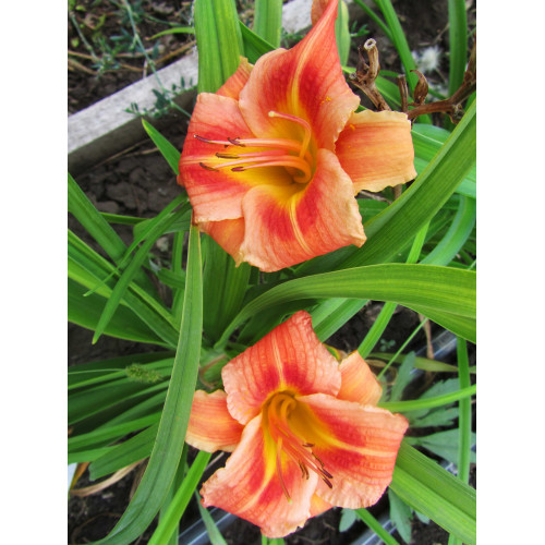 Лилейник Red Rum (Ред Рум) Лилейник Red Rum (Ред Рум)