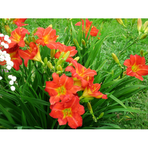 Лилейник Red Rum (Ред Рум) Лилейник Red Rum (Ред Рум)