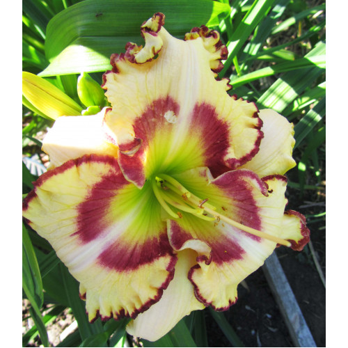 Лилейник Lady Betty Fretz (Леди Бетти Фретц) Лилейник Lady Betty Fretz (Леди Бетти Фретц)