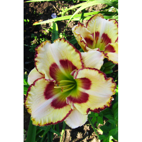 Лилейник Lady Betty Fretz (Леди Бетти Фретц) Лилейник Lady Betty Fretz (Леди Бетти Фретц)