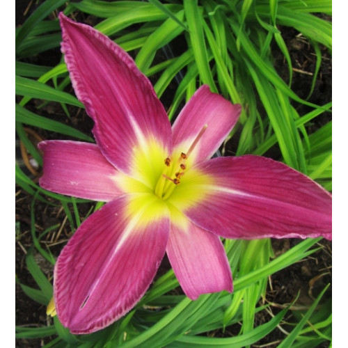 Лилейник Lavender Deal (Лавендер Диал) Лилейник Lavender Deal (Лавендер Диал)