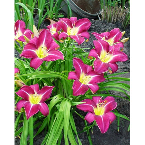 Лилейник Lavender Deal (Лавендер Диал) Лилейник Lavender Deal (Лавендер Диал)