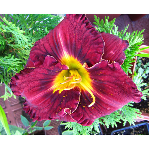 Лилейник Purplelicious (Пёпликоус) Лилейник Purplelicious (Пёпликоус)