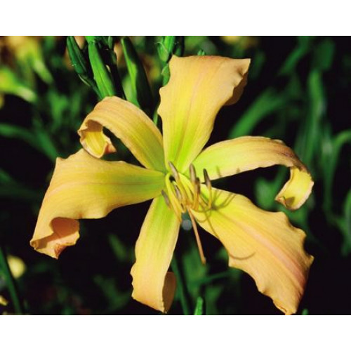 Лилейник Spinnaker (Спиннакер) Лилейник Spinnaker (Спиннакер)