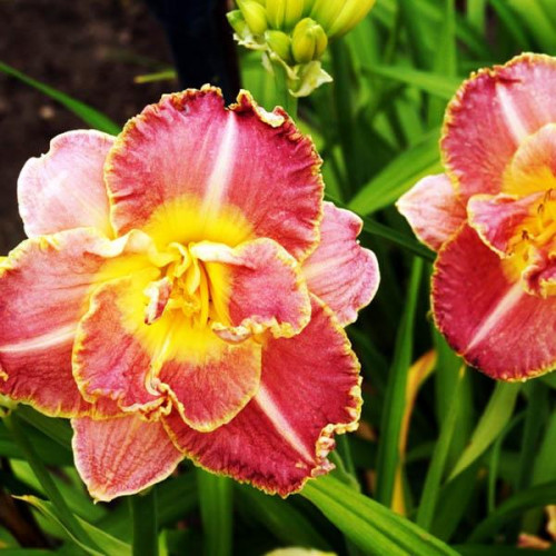 Лилейник Unlock the Stars (Анлок Зе Старз) Лилейник Unlock the Stars (Анлок Зе Старз)