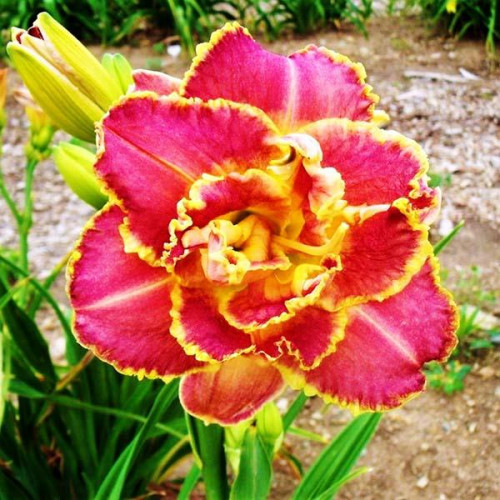 Лилейник Unlock the Stars (Анлок Зе Старз) Лилейник Unlock the Stars (Анлок Зе Старз)