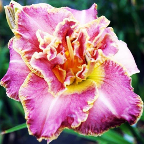 Лилейник Unlock the Stars (Анлок Зе Старз) Лилейник Unlock the Stars (Анлок Зе Старз)