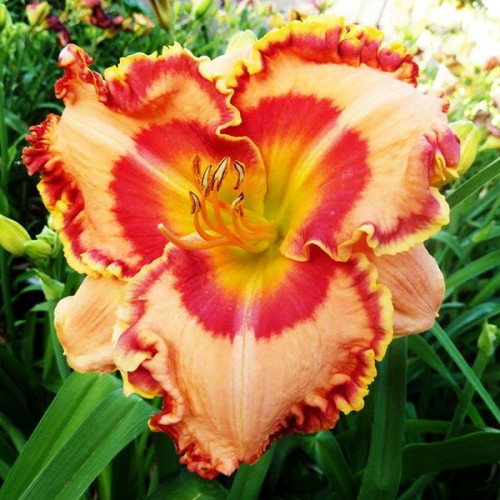 Лилейник Spanish Fiesta (Спэниш Фиеста) Лилейник Spanish Fiesta (Спэниш Фиеста)