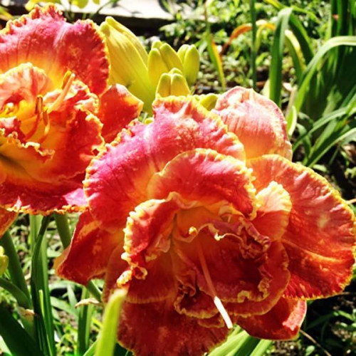 Лилейник Susan Pritchard Petit (Сьюзан Притчард Пети) Лилейник Susan Pritchard Petit (Сьюзан Притчард Пети)