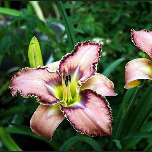 Лилейник Bird Talk (Бёрд Ток) Лилейник Bird Talk (Бёрд Ток)