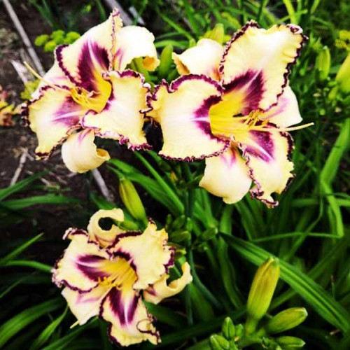 Лилейник Bird Talk (Бёрд Ток) Лилейник Bird Talk (Бёрд Ток)