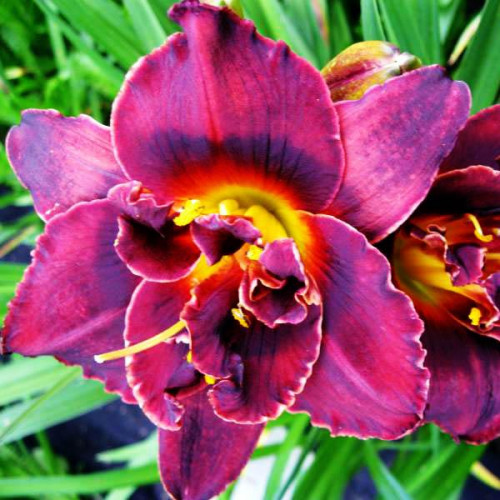 Лилейник Voodoo Dancer (Вуду Дансер) Лилейник Voodoo Dancer (Вуду Дансер)