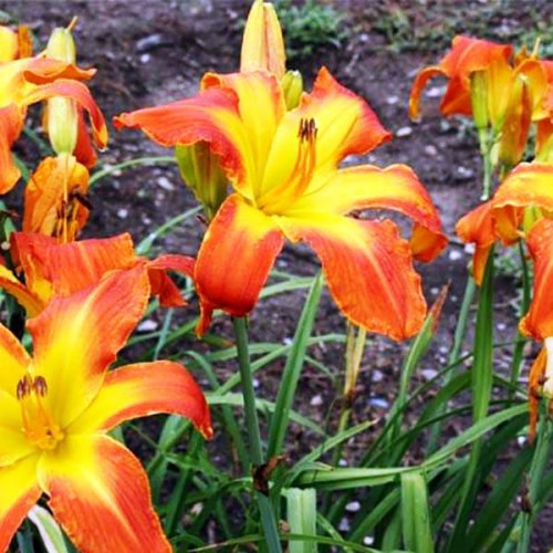 Лилейник Carrick Wildon (Карик Вилдон) Лилейник Carrick Wildon (Карик Вилдон)