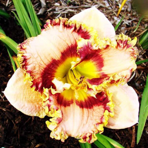 Лилейник Bonibrae Sharky (Бонибраэ Шарки) Лилейник Bonibrae Sharky (Бонибраэ Шарки)