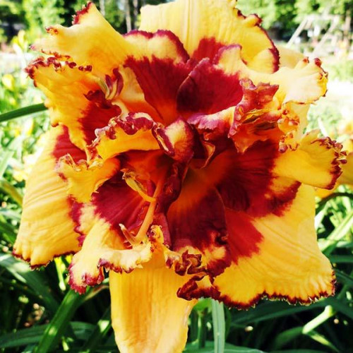 Лилейник Bonibrae Sharky (Бонибраэ Шарки) Лилейник Bonibrae Sharky (Бонибраэ Шарки)