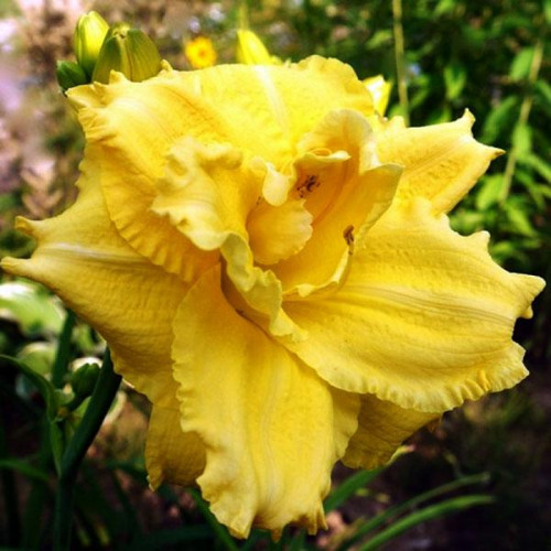 Лилейник Dynamic Duo (Динамик Дуо) Лилейник Dynamic Duo (Динамик Дуо)