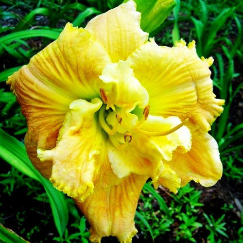 Лилейник Dynamic Duo (Динамик Дуо) Лилейник Dynamic Duo (Динамик Дуо)