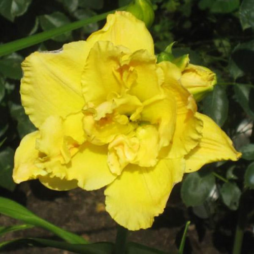 Лилейник Dynamic Duo (Динамик Дуо) Лилейник Dynamic Duo (Динамик Дуо)