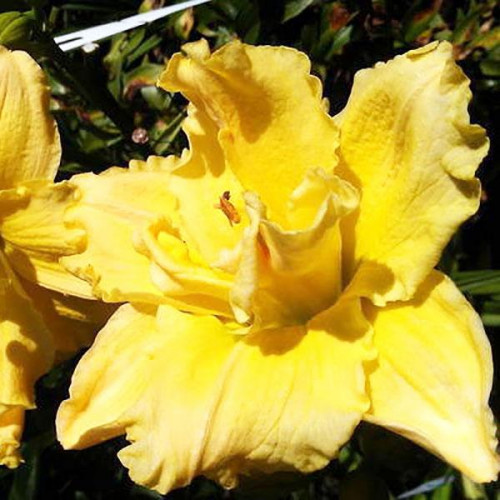 Лилейник Dynamic Duo (Динамик Дуо) Лилейник Dynamic Duo (Динамик Дуо)