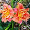 Лилейник Congo Coral (Конго Корал) Лилейник Congo Coral (Конго Корал)