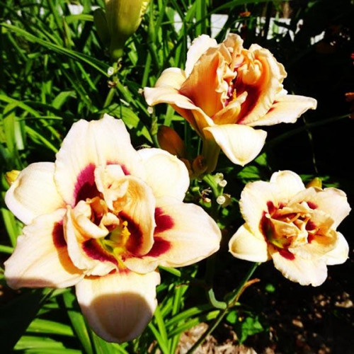 Лилейник Roswitha (Розвита) Лилейник Roswitha (Розвита)