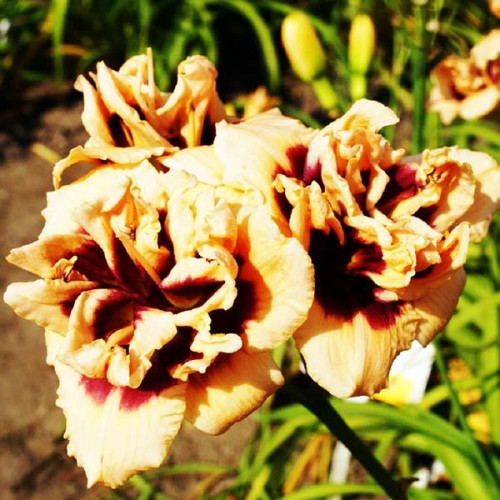 Лилейник Roswitha (Розвита) Лилейник Roswitha (Розвита)