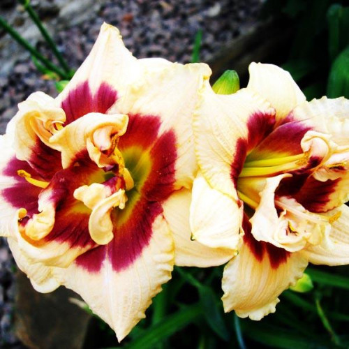 Лилейник Roswitha (Розвита) Лилейник Roswitha (Розвита)