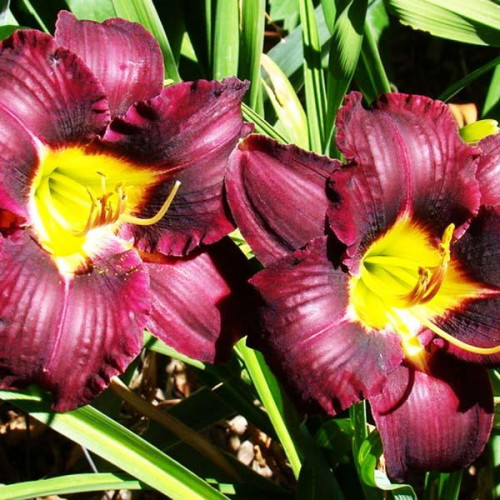 Лилейник Super Purple (Супер Пепл) Лилейник Super Purple (Супер Пепл)