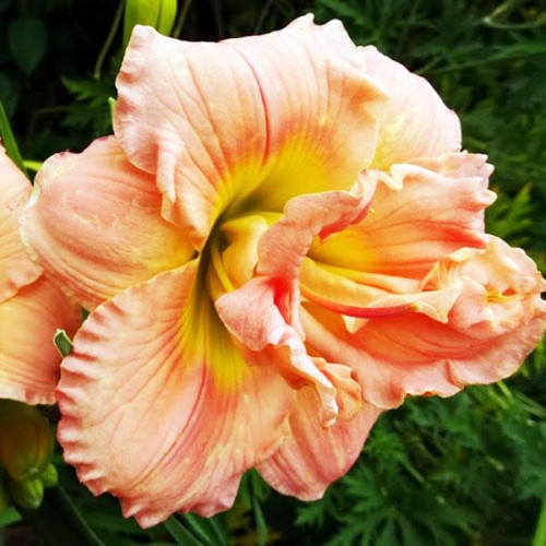 Лилейник Double Salmon Wonder (Дабл Салмон Уандер) Лилейник Double Salmon Wonder (Дабл Салмон Уандер)