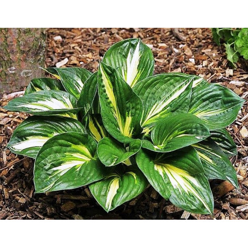 Хоста Sting (Стинг) М Хоста Sting (Стинг) М