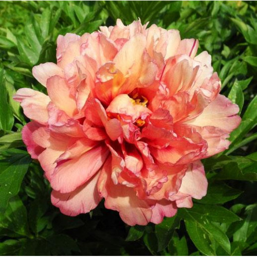 Пион Copper Kettle (Купер Кеттл) Пион Copper Kettle (Купер Кеттл)