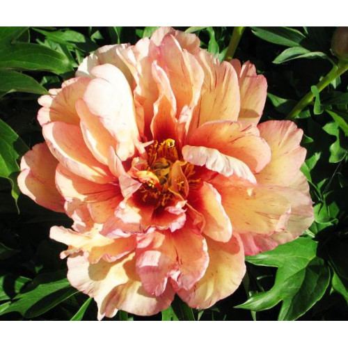 Пион Copper Kettle (Купер Кеттл) Пион Copper Kettle (Купер Кеттл)