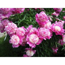 Пион Cora Stubbs (Кора Стаббс)