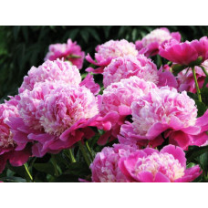 Пион Cora Stubbs (Кора Стаббс)