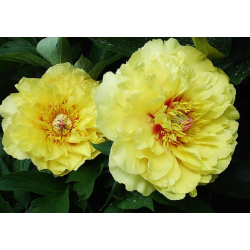 Пион Garden Treasure (Гарден Треже) Пион Garden Treasure (Гарден Треже)