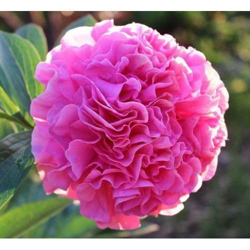 Пион Carnation Bouquet (Корнейшн Букет) Пион Carnation Bouquet (Корнейшн Букет)