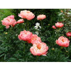 Пион Coral Supreme (Корал Супреме)