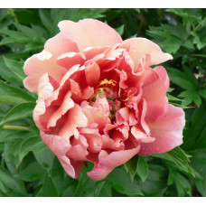 Пион Berry Garcia (Берри Гарсия)