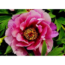 Пион Yankee Doodle Dandy (Янки Дудл Денди)