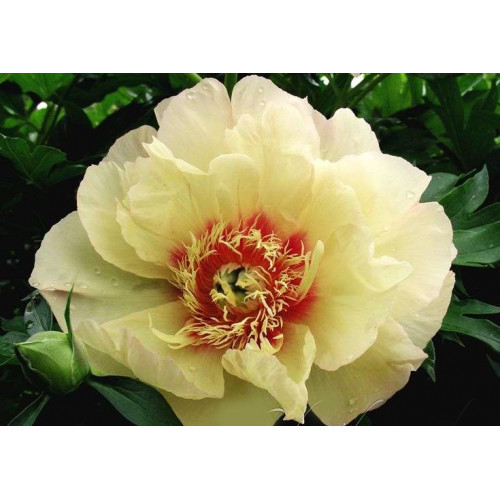 Пион Callies Memory (Калис Мемори) Пион Callies Memory (Калис Мемори)