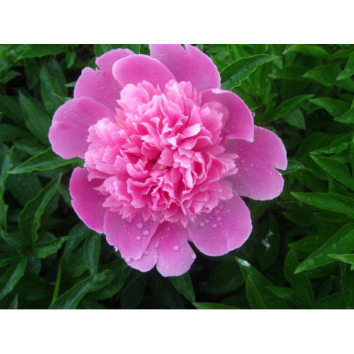 Пион Edulis Superba (Эдулис Суперба) Пион Edulis Superba (Эдулис Суперба)