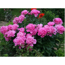 Пион Edulis Superba (Эдулис Суперба)