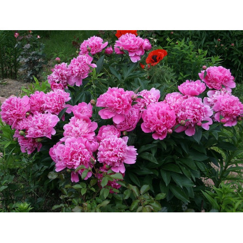 Пион Edulis Superba (Эдулис Суперба) Пион Edulis Superba (Эдулис Суперба)