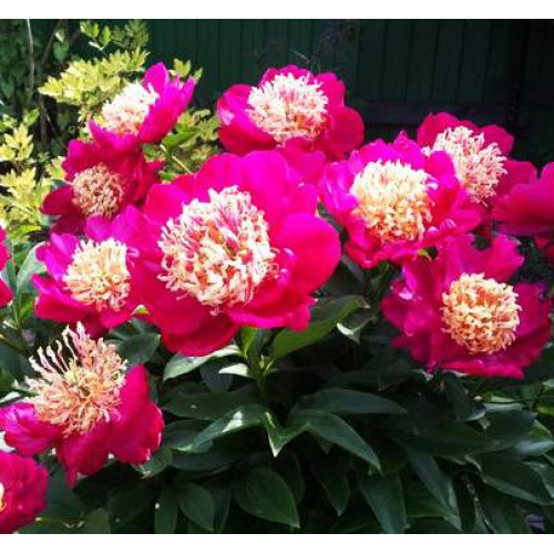 Пион Nippon Beauty (Ниппон Бьюти) Пион Nippon Beauty (Ниппон Бьюти)