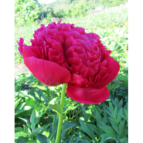 Пион Command Performance (Команд Перфоманс) Пион Command Performance (Команд Перфоманс)