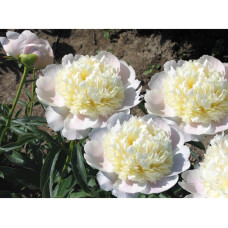 Пион White Charm (Вайт Чарм)