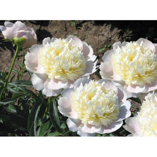 Пион White Charm (Вайт Чарм) Пион White Charm (Вайт Чарм)