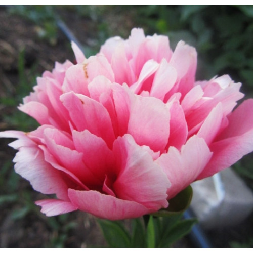 Пион Lorelei (Лорелей) Пион Lorelei (Лорелей)