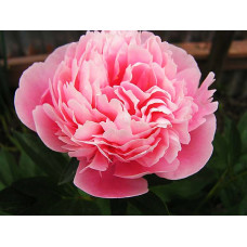 Пион Etched Salmon (Этчет Салмон)