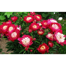 Пион White Cap (Уайт Кеп)